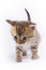Free Little Kitten Royalty Free Stock Image - 3398676