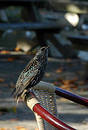 Free Starling Royalty Free Stock Image - 341046