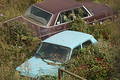 Free Overgrown Cars Royalty Free Stock Photos - 342408