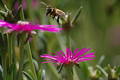Free Bee Royalty Free Stock Photography - 342607