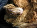 Free Cat Royalty Free Stock Photo - 345585
