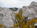 Free Moss Vale Stock Photography - 345842