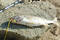 Free Fish On Rock Stock Photos - 343013
