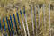Free Storm Fence In Marsh Grass Royalty Free Stock Images - 348409