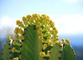 Free Cactus In Bloom Stock Photo - 3401070