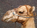 Free Camel Royalty Free Stock Image - 3401626