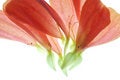 Free Petals Stock Images - 3403514