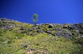 Free Single Tree Stock Images - 3409114