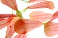 Free Petals Stock Image - 3409571