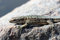 Free Lizard On Granite Rock Stock Images - 3400414