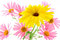 Free Sunny Yellow Flower Stock Photo - 3400610