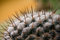 Free Cactus Thorns Royalty Free Stock Image - 3405976