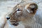 Free Lion Stock Photos - 3407973