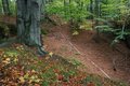 Free Beech Stem Stock Photography - 3417342