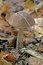 Free Russian Mushroom Royalty Free Stock Image - 3411396