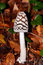 Free Mushroom 1 Stock Photos - 3414903