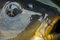 Free Carp Detail Royalty Free Stock Photo - 3415375