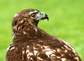 Free Hawk Royalty Free Stock Photo - 3421785
