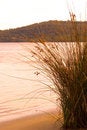 Free Long Grass By A Lake Australia Stock Photo - 3429660