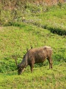 Free Buffalo & Grub Birds Stock Photography - 3429822