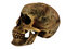 Free Human Skull Stock Photo - 3420580