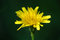 Free Yellow Flower Royalty Free Stock Images - 3421079
