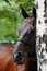 Free Portrait Of Horse Royalty Free Stock Photo - 3422805