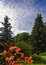 Free The Northern Rhododendron Stock Photos - 3424133