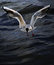 Free Gull - Hunting For Life Stock Images - 3425514