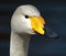 Free I Am Not A Goose!!! Stock Photos - 3425743