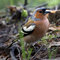 Free Chaffinch Stock Photography - 3426162