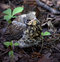 Free Thrush Stock Photo - 3426290