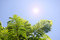 Free Sun Shining Stock Images - 3429104