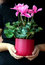 Free Cyclamen Plant Care Royalty Free Stock Photos - 3429158