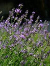 Free Lavender Stock Images - 3439484