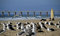 Free Sea Gulls And Surfers Royalty Free Stock Images - 3434429