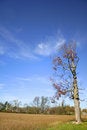 Free Single Tree Royalty Free Stock Photos - 3440728