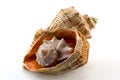 Free Sea Shell Royalty Free Stock Images - 3445409