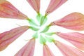 Free Petals Stock Photography - 3448292