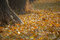 Free Fallen Leaves In Autumn Stock Images - 3447124