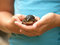 Free Hands Holding A Frog Royalty Free Stock Image - 3447936