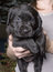 Free Puppy Stock Photo - 3449790