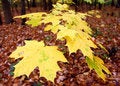 Free Yellow Leaves Stock Photos - 3451583