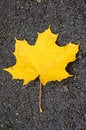 Free Leaf Royalty Free Stock Photo - 3451805