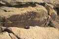Free Petrified Forest Stock Images - 3455624