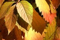 Free Autumnal  Red Leaves Royalty Free Stock Photography - 3458137