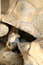Free Tortoise Kiss Stock Photo - 3450760