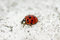 Free Ladybug Stock Images - 3453224