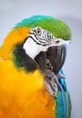 Free Parrot Showing Claws Stock Photography - 3460642
