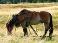 Free Horse In A Meadow Royalty Free Stock Images - 3466019